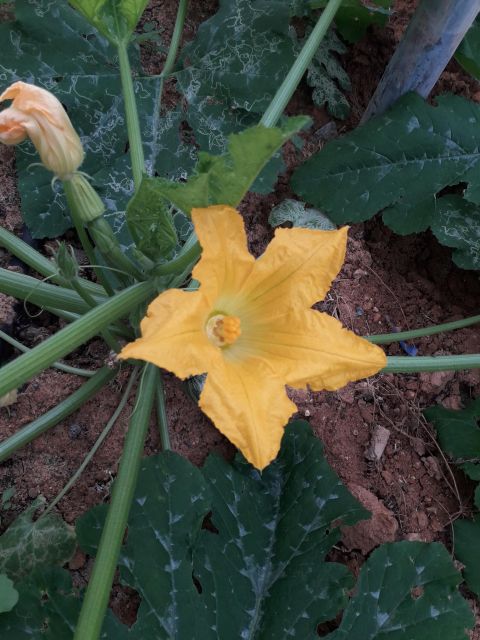 Farm Tour with Cheese-Making, Olive Oil Tasting & Picnic - Why this farm visit feels different from a standard food tour