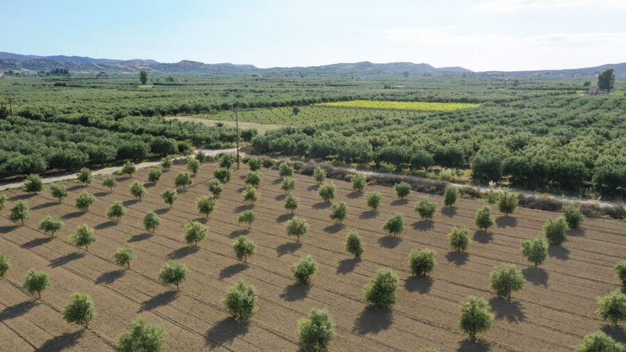 Farm Tour with Cheese-Making, Olive Oil Tasting & Picnic - Learning to taste extra virgin olive oil