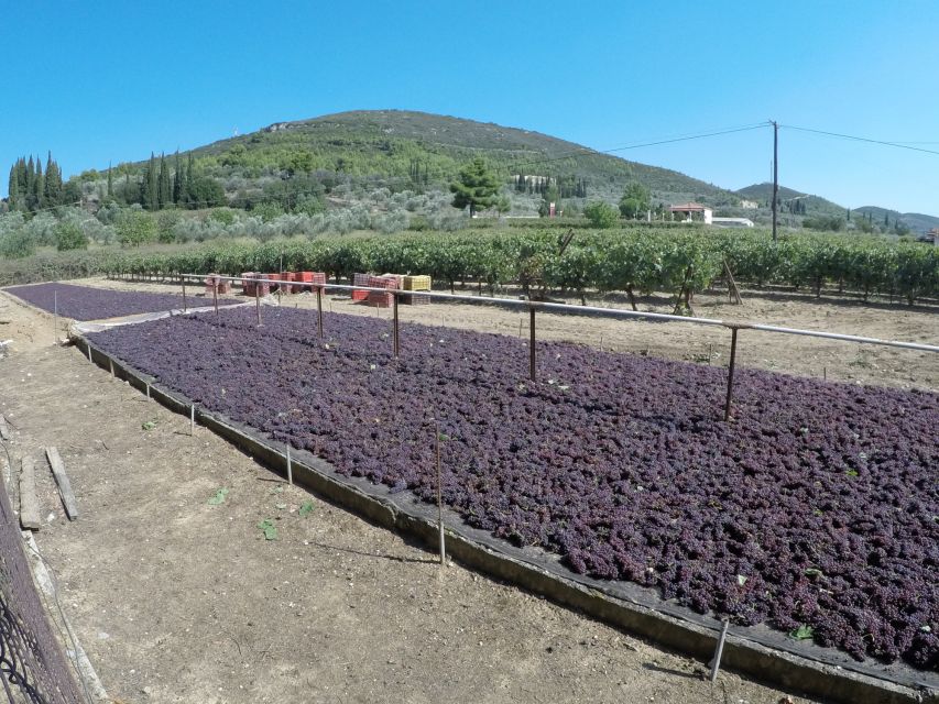 From Athens: Wine, Oil, & Cheese Tasting in Nemea & Argolis - Should you book it?