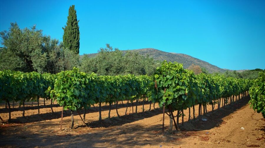 From Athens: Wine, Oil, & Cheese Tasting in Nemea & Argolis - Nemea wine and the final tasting