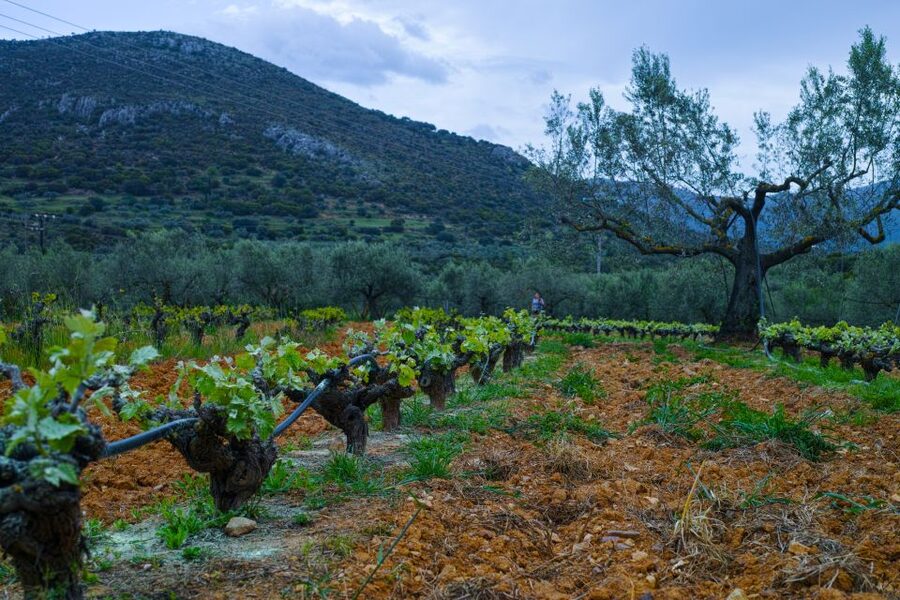 From Athens: Wine, Oil, & Cheese Tasting in Nemea & Argolis - What the $483 price really covers