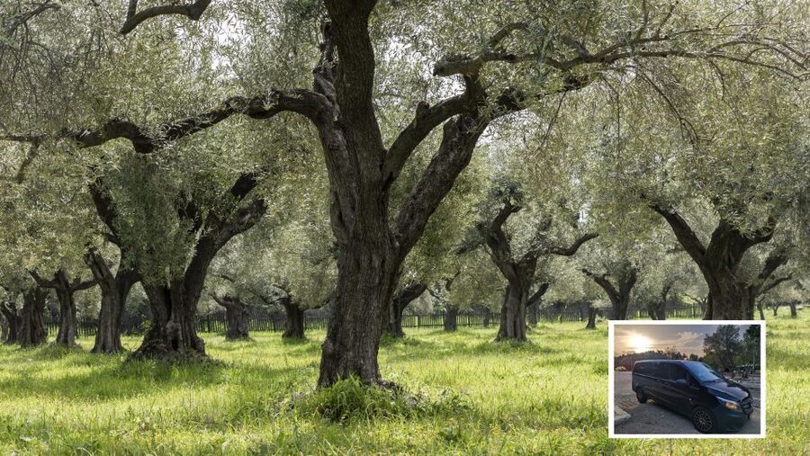 From Athens: Wine, Oil, & Cheese Tasting in Nemea & Argolis - Who should book this Peloponnese day trip