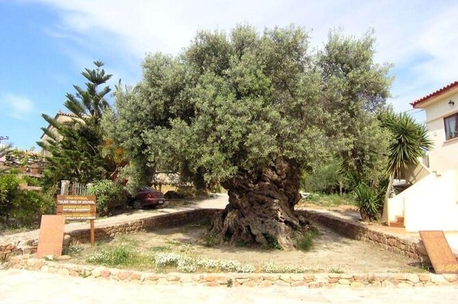 From Chania: Olive Oil, Wine, Cheese & Honey Tasting Tour - Who should book this experience?
