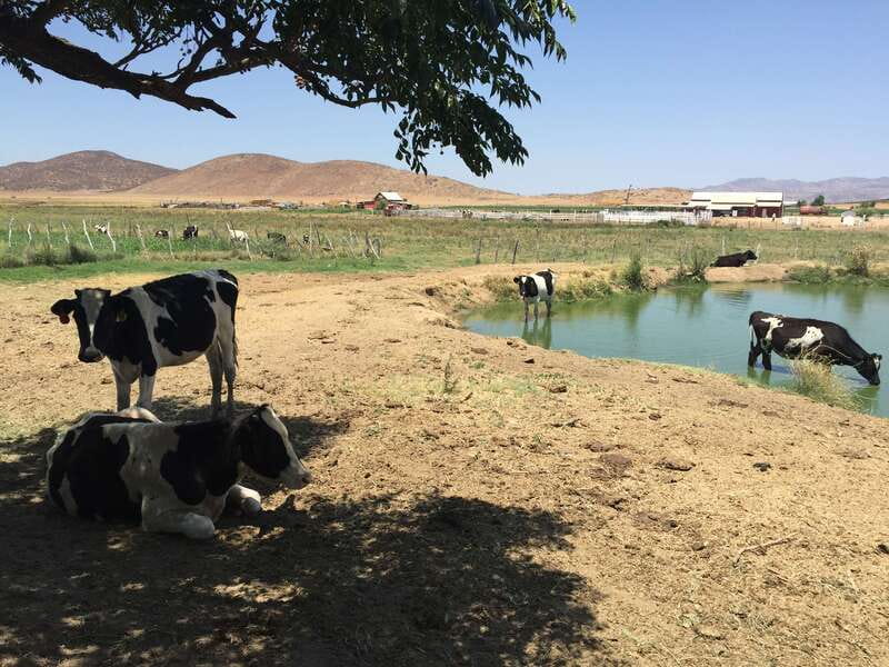 From Ensenada: Ojos Negros Valley Cheese & Wine Tasting Tour - Rancho La Campana and the Ramonetti cheese tradition