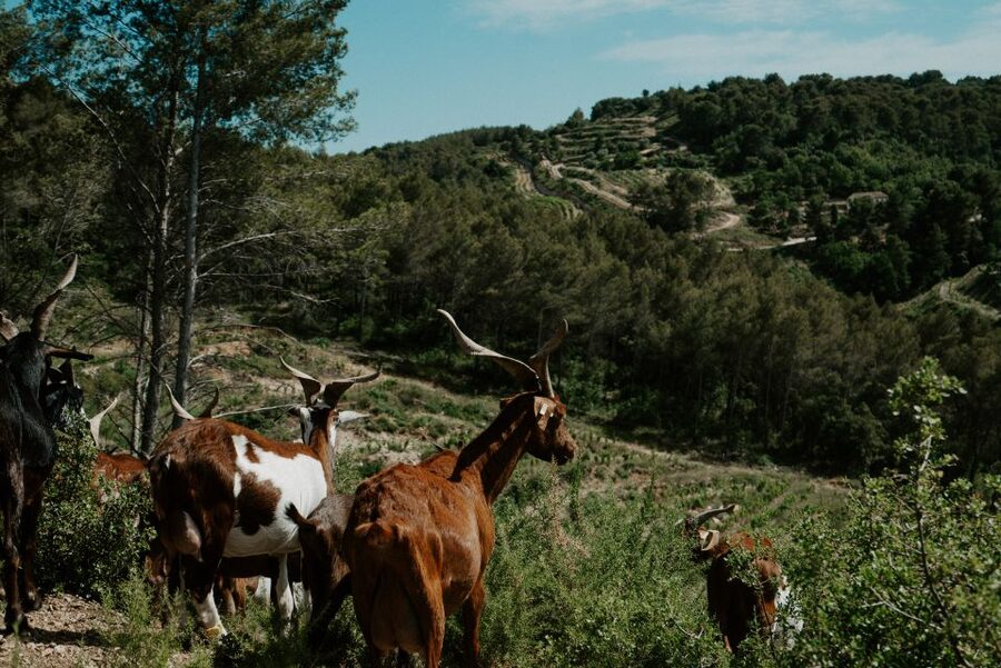From Marseille: Aix en Provence Wine and Cheese Tour - The second estate and a broader tasting