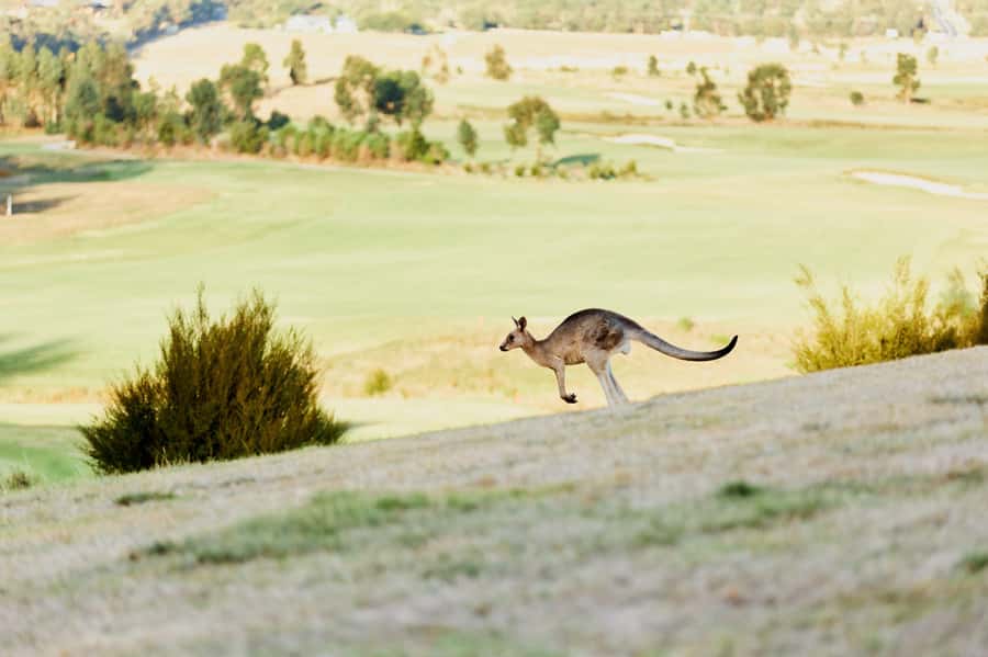 From Melbourne: Yarra Valley Chandon Cheese & Kangaroos Tour - Why this seven-hour Yarra Valley mix works