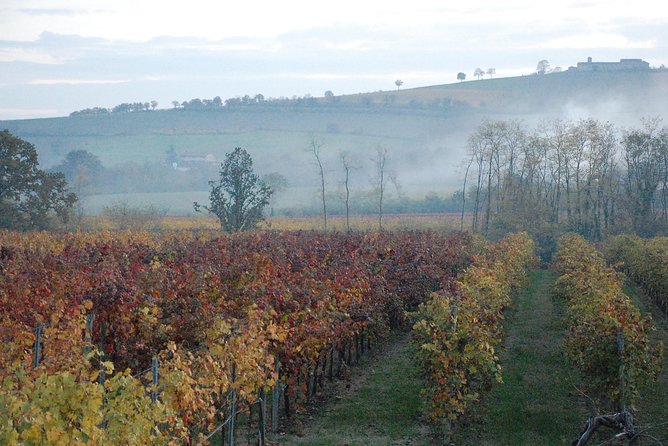 From Parma: Parmigiano,Prosciutto and winery Tour and tasting - A family winery in the Parma hills
