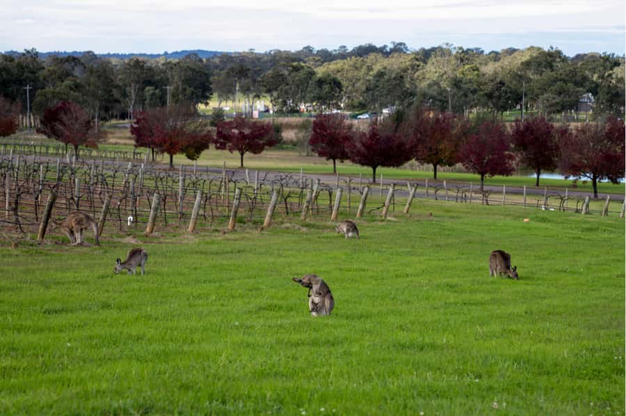 From Sydney: Award-Winning Hunter Valley Wine & Cheese Tour - The final cellar door and Hunter Valley Gardens