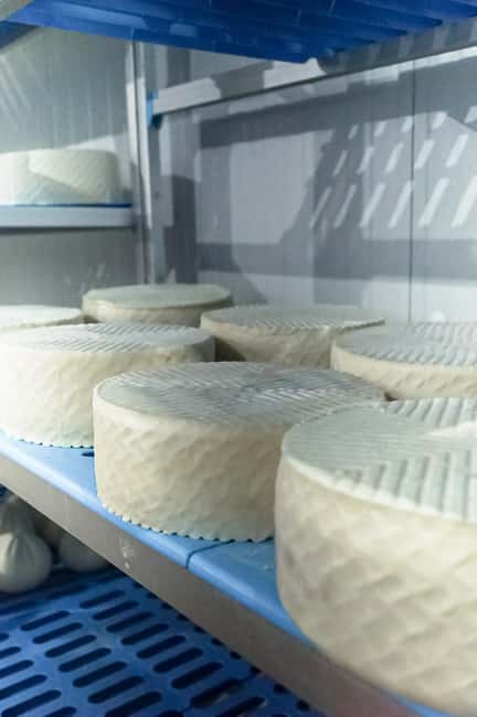 Fuerteventura Goat Cheese Workshop with Transfer from the South - Comparing young, semi-ripe, and ripe cheese