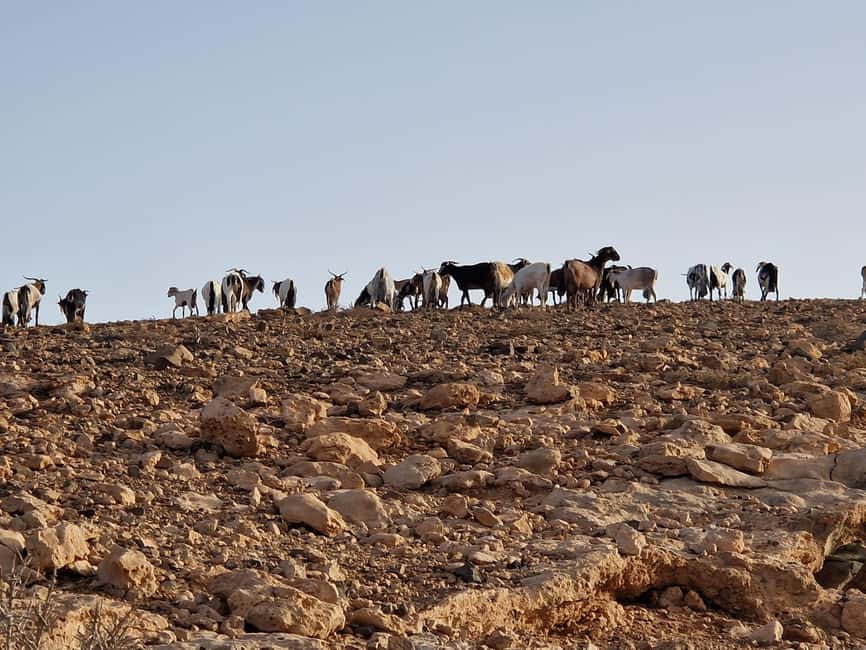 Fuerteventura Goat Cheese Workshop with Transfer from the South - Who should book this farm experience