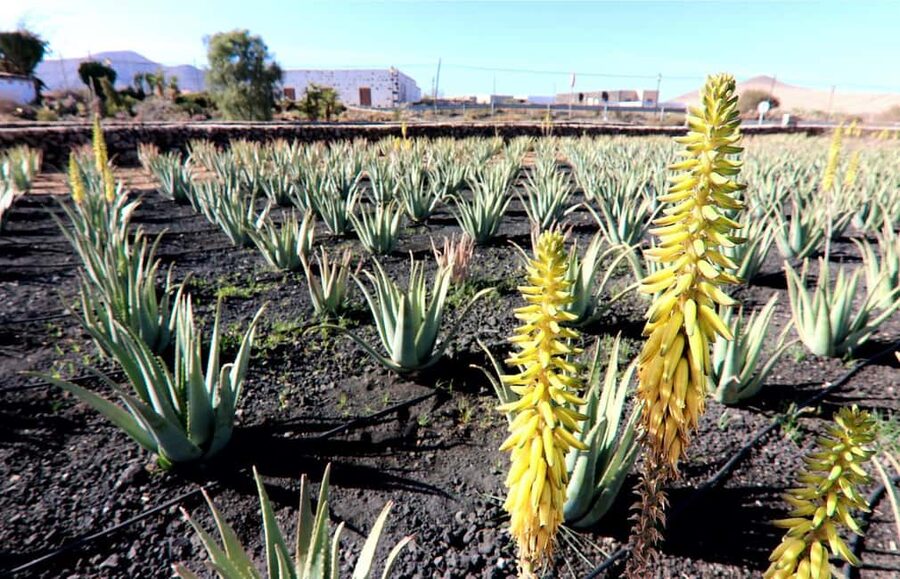 Fuerteventura: Small-Group Island Tour with Cheese Tasting - Aloe Vera Farm: A Practical Start