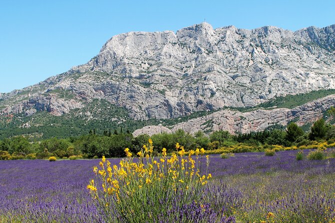 Full-Day Wine and Cheese Tour around Aix-en-Provence from Marseille - The goat farm and one important expectation