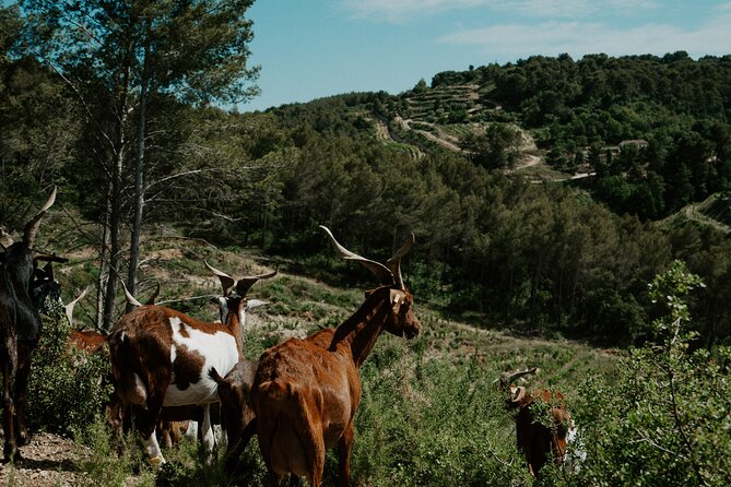 Full-Day Wine and Cheese Tour around Aix-en-Provence from Marseille - Meeting your guide in central Marseille
