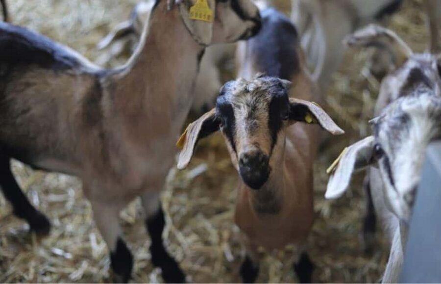 Gran Canaria: Cheese Workshop in Agüimes - Why this Agüimes farm visit is different