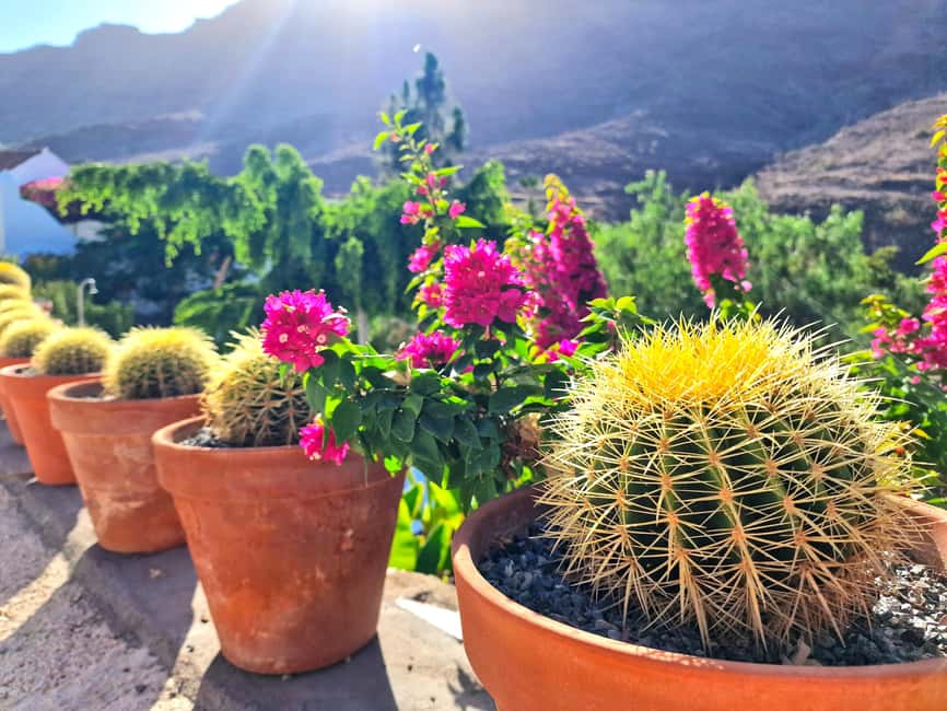 Gran Canaria: Tasting wine & local cheese in Mogan - Price and what the $61 fee buys you