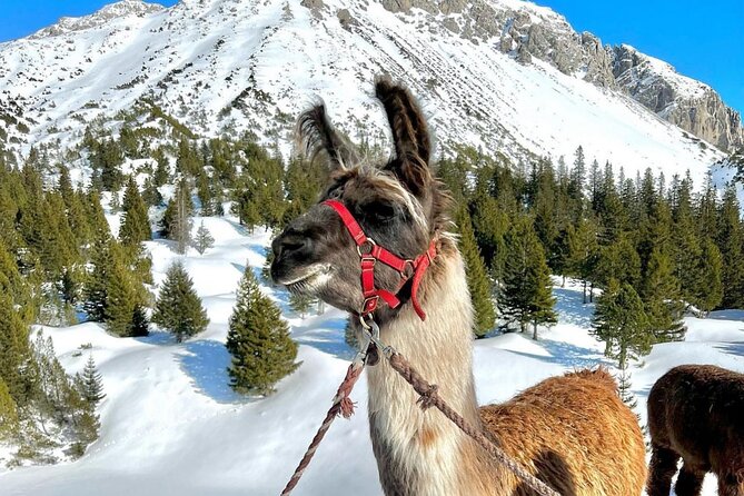 Guided llama hike with traditional raclette - A calm walk with plenty of animal character