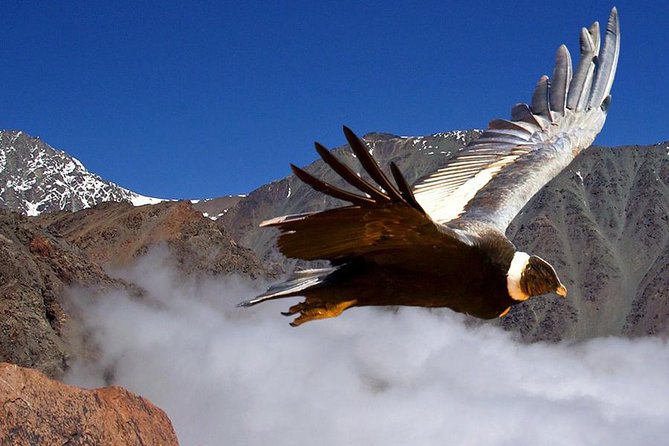 Half Day Private Trip to Valle Nevado with Cheese and Wine Carbon Neutral trip - Key points to know before you book