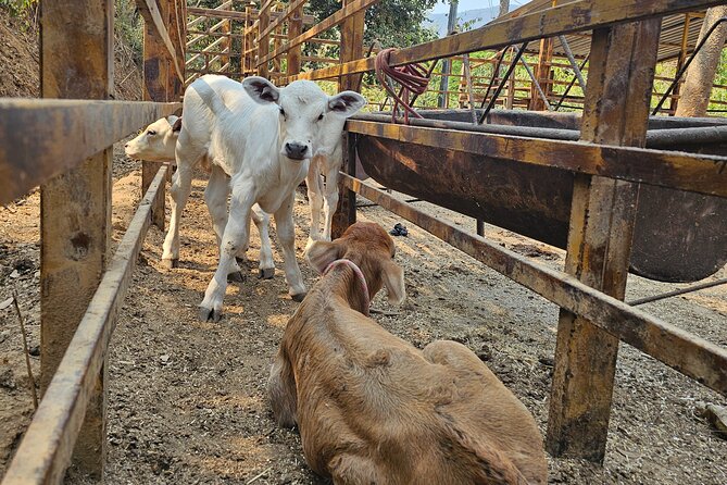 Hands-on Mexican Farm Experience: from Cow to Cheese - Food, lunch, and what the $44.01 price covers