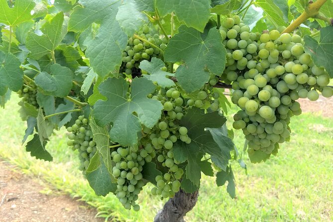 Hunter Valley wine and cheese starting from the Hunter region - Why private touring makes the Hunter Valley easier