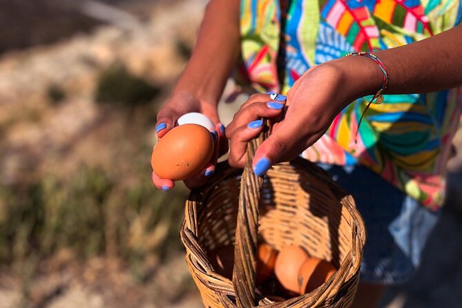 Ios: Cooking Experience with Cheese and Wine Tasting - From the Olive Grove to the Goat Enclosure
