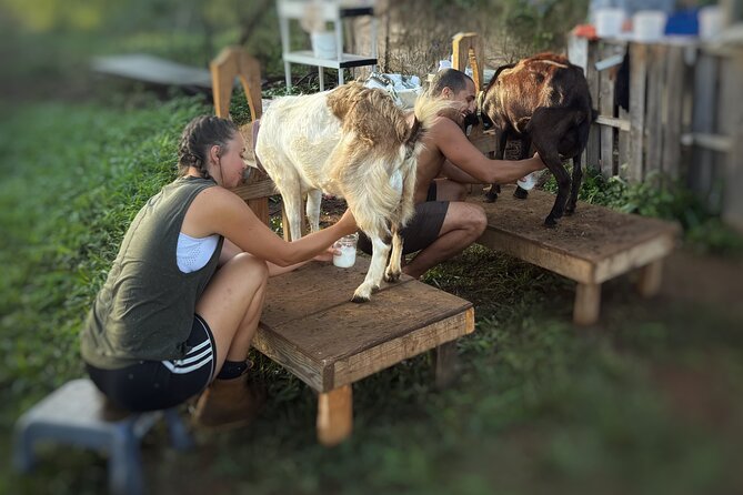 Kauai Private Baby Farm Animal Experience & Micro Dairy Immersion - A working farm, not a polished petting zoo