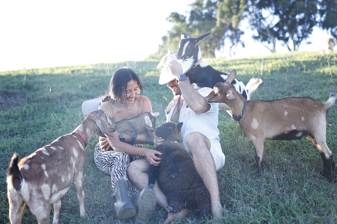 Kauai Private Baby Farm Animal Experience & Micro Dairy Immersion - Why the 9 AM session may suit families