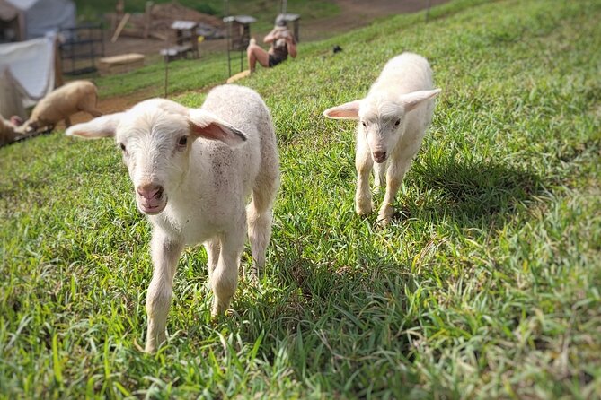 Kauai Private Baby Farm Animal Experience & Micro Dairy Immersion - The setting, directions, and what to wear