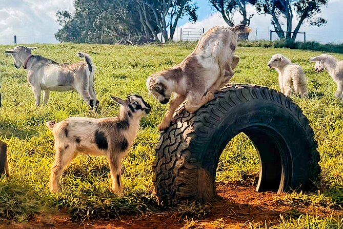 Kauai Private Baby Farm Animal Experience & Micro Dairy Immersion - Is $125 per person a fair price?
