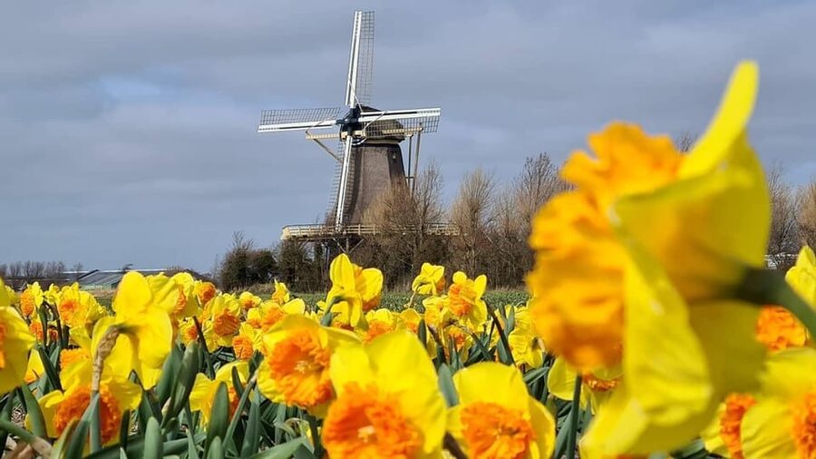 Keukenhof: Private Tulip & Windmill tour with cheese tasting - From Amsterdam to the Wooden Houses of Zaanse Schans