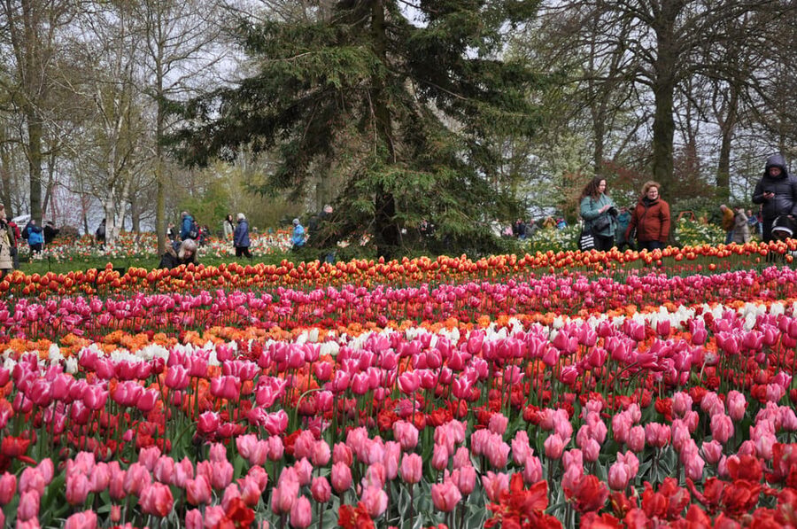 Keukenhof: Private Tulip & Windmill tour with cheese tasting - Watching Clogs Take Shape