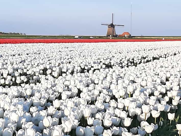 Keukenhof: Private Tulip & Windmill tour with cheese tasting - Is $283 Per Person Good Value?