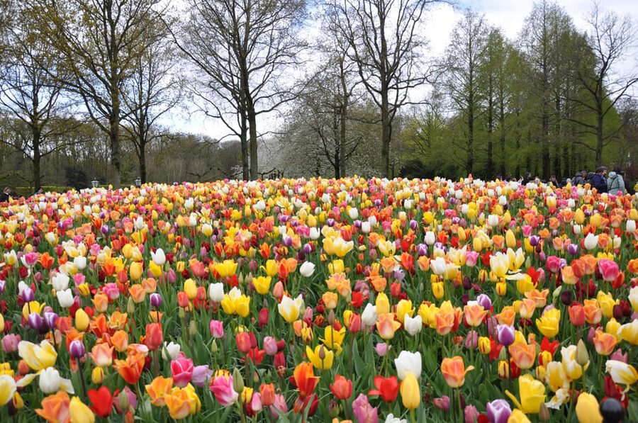 Keukenhof: Private Tulip & Windmill tour with cheese tasting - Timing, Walking, and What to Bring