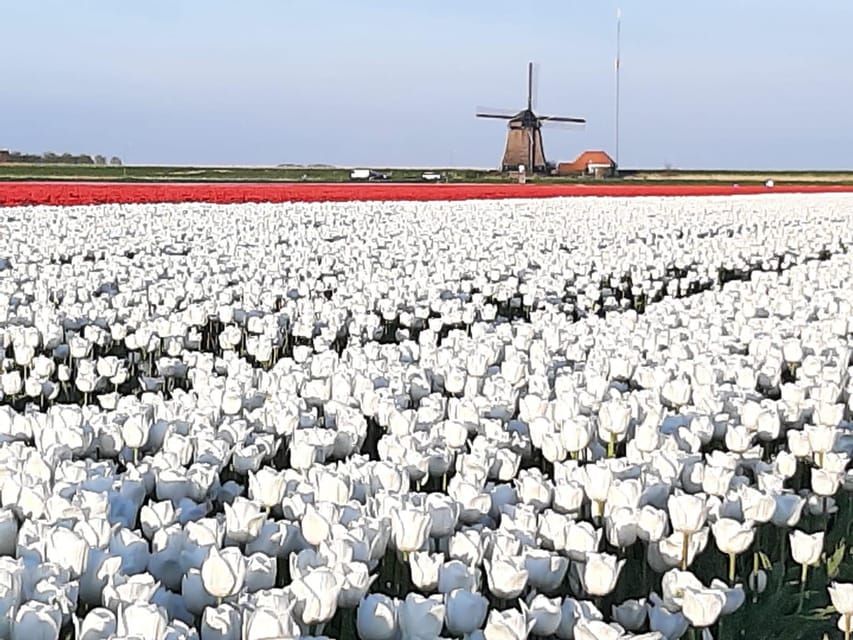 Keukenhof: Private Tulip & Windmill tour with cheese tasting - Gouda, Edam, and a Practical Souvenir Stop