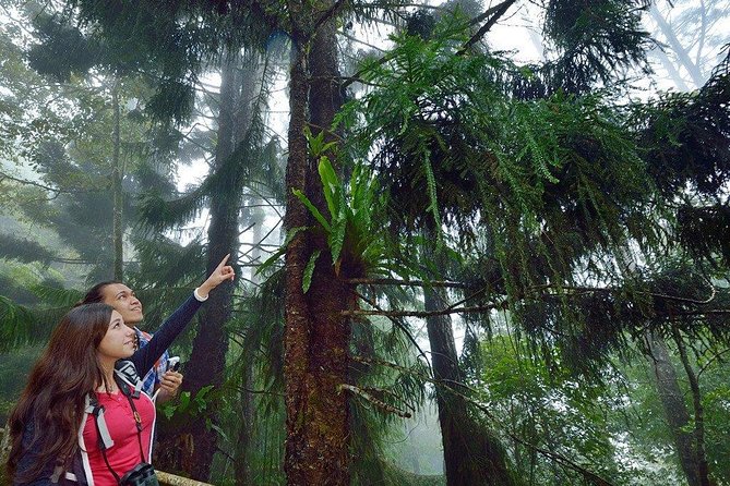 Kinabalu Park Tour with Desa Dairy Farm & Poring Hot Springs - Who will enjoy this day most
