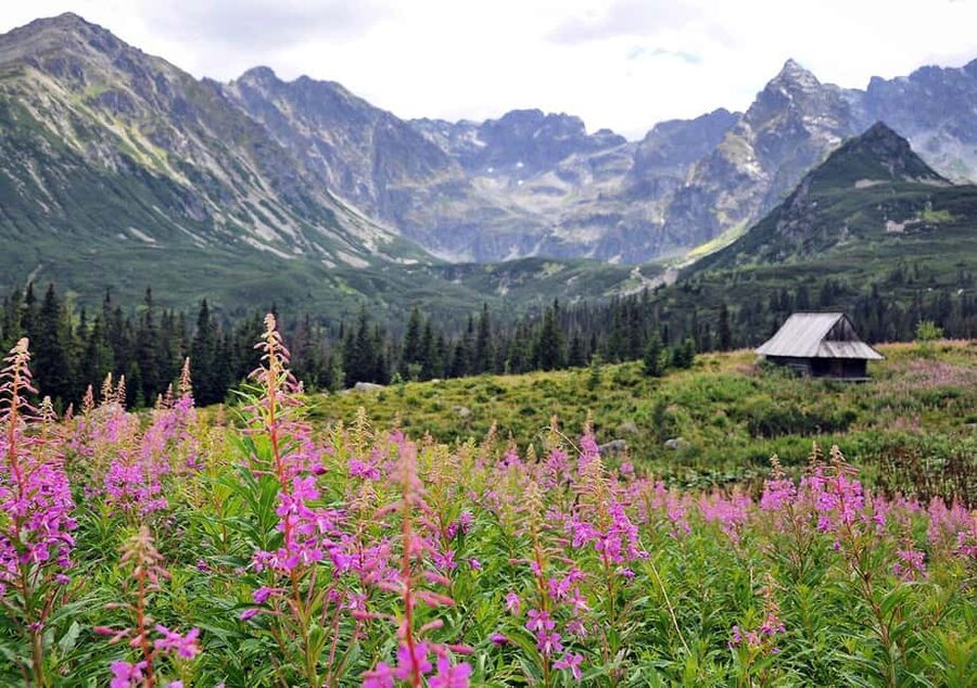 Krakow: Zakopane, Morskie Oko, and Cheese Tasting Tour - The guide can shape the whole experience