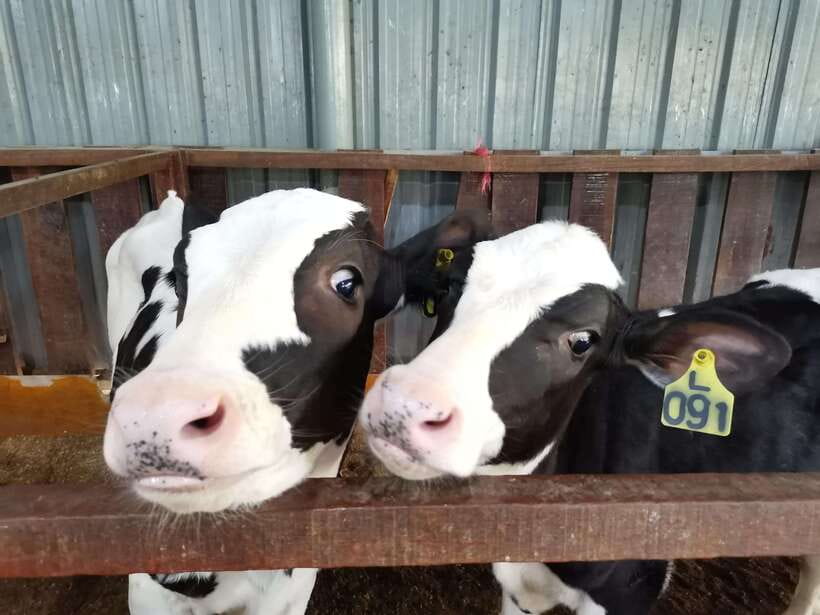 Kundasang : ATV Ride, Dairy Farm Visit & Meal Shared Tour - Key points at a glance