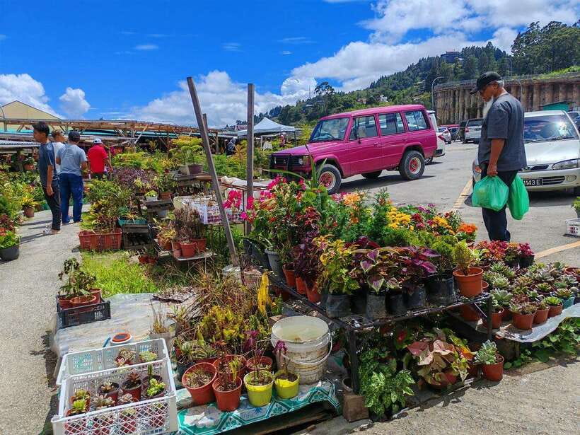 Kundasang : ATV Ride, Dairy Farm Visit & Meal Shared Tour - Optional Rafflesia viewing and the extra cost