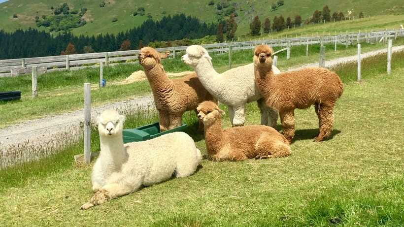 Kundasang: Day Tour with Desa Dairy Farm and Alpaca Club - A lunch break in Pekan Kundasang