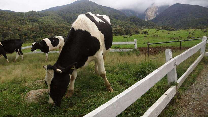 Kundasang: Day Tour with Desa Dairy Farm and Alpaca Club - Meeting the alpacas at Alpaca Club