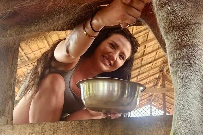 Laos Buffalo Dairy Tours Interact, Learn and Taste Fresh Flavors - How the $14 price compares with the experience