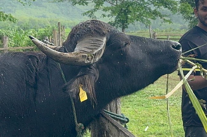 Laos Buffalo Dairy Tours Interact, Learn and Taste Fresh Flavors - Who will enjoy this Luang Prabang outing
