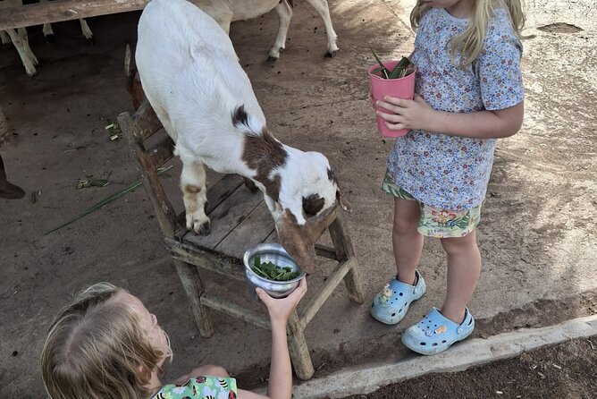 Laos Buffalo Dairy Tours Interact, Learn and Taste Fresh Flavors - What happens during the 40-minute farm session