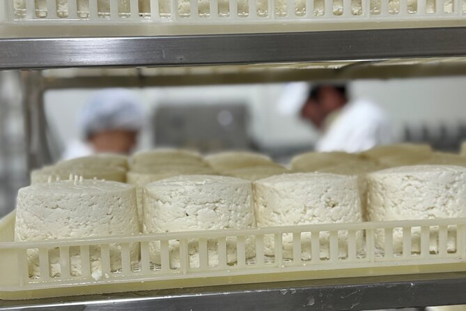 Lisbon Cheese Factory Visit, Wine Tasting and Tile Painting Tour - Painting a tile in Seixal