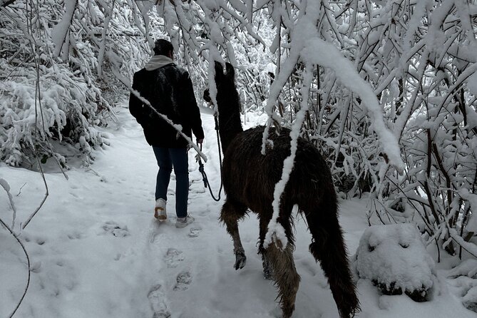 Llama hike with homemade, traditional cheese fondue - A closer look at the timing