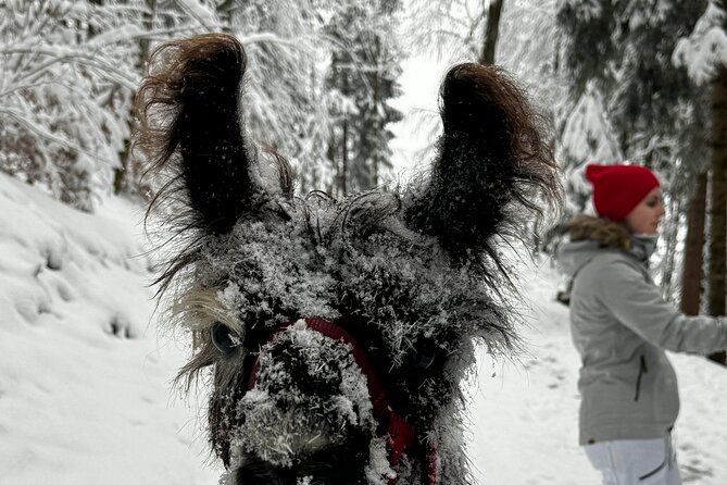 Llama hike with homemade, traditional cheese fondue - Who will enjoy this most