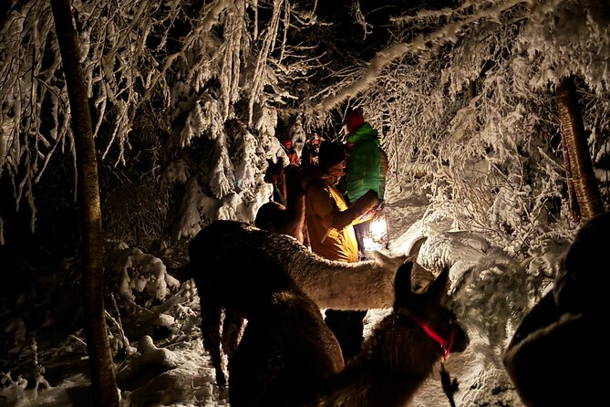 Llama hike with homemade, traditional cheese fondue - Weather, cancellation, and planning ahead