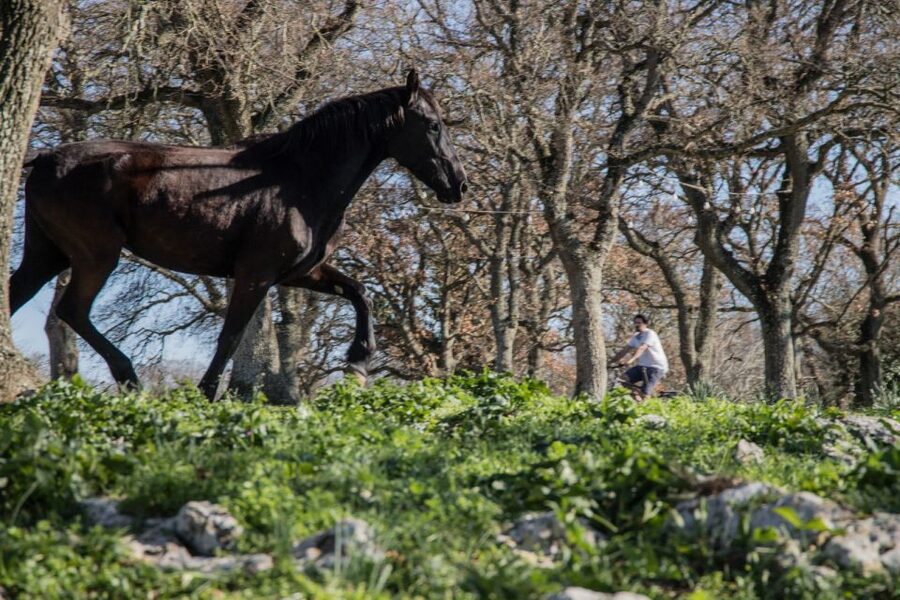 Martina Franca: E-bike farm tour & cheese tasting - From Baroque Martina Franca to open country