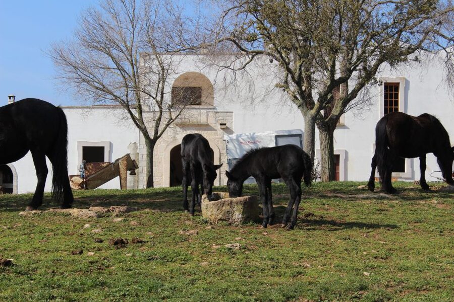 Martina Franca: E-bike farm tour & cheese tasting - E-bike choices and the real cost