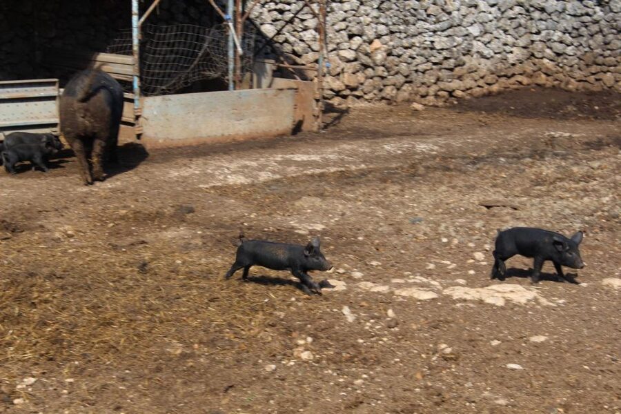 Martina Franca: E-bike farm tour & cheese tasting - Is the cheese tasting worth adding?