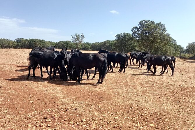 Martina Franca e-Bike tour . Visit a breeding and a dairy farm - Riding Out From Martina Franca